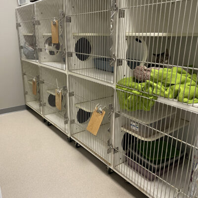 The cat kennel area